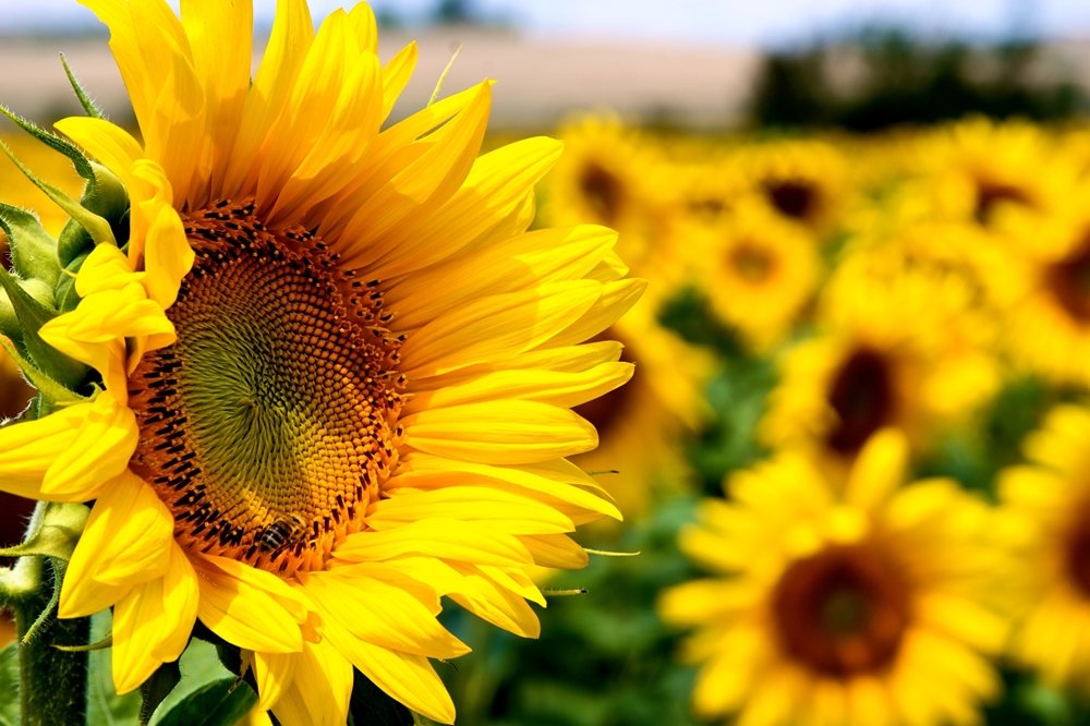 Floarea soarelui Floarea-Soarelui-ITCseeds