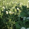 Mazare de toamna ITCseeds