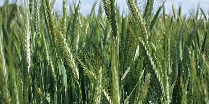 Triticale