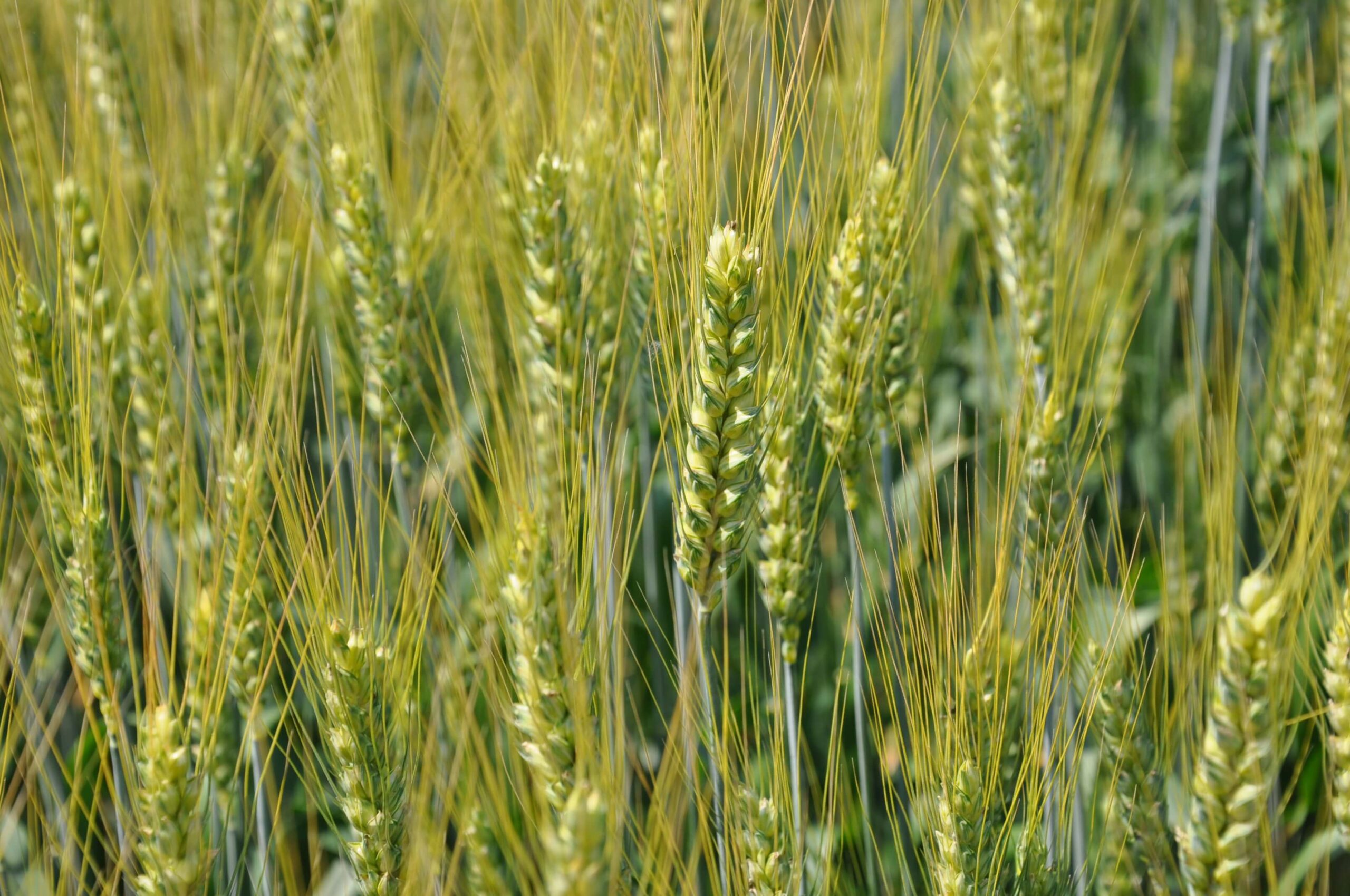 Grau de Primavara Jarissa 1 scaled ITCseeds Producator Seminte Agricole