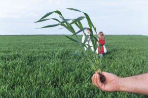 De ce aleg fermierii romani Graul Iris 12? Avantajele fata de genetica straina