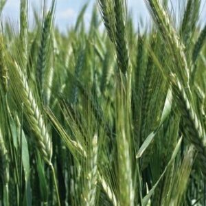 TRITICALE HAIDUC