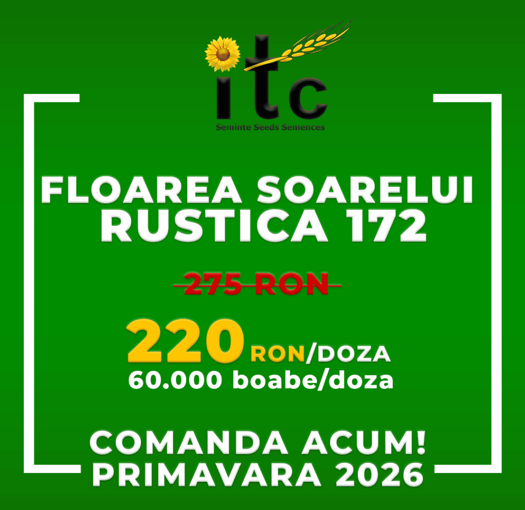 Oferta comanda redus Floarea Soarelui Rustica 172 2026 ITCseeds ITCseeds Producator Seminte Agricole