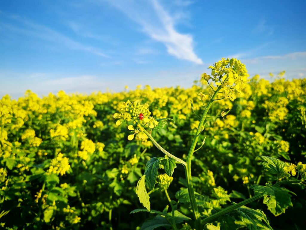 Mustar Cultura Verde Mai 2026 2 1 ITCseeds Producator Seminte Agricole