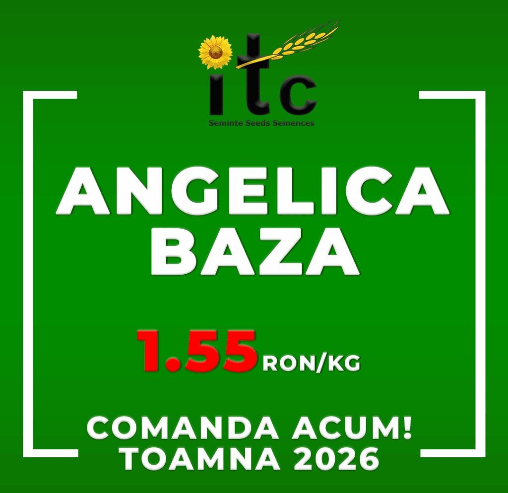 Samanta de Grau ITCseeds Angelica baza ITCseeds Producator Seminte Agricole