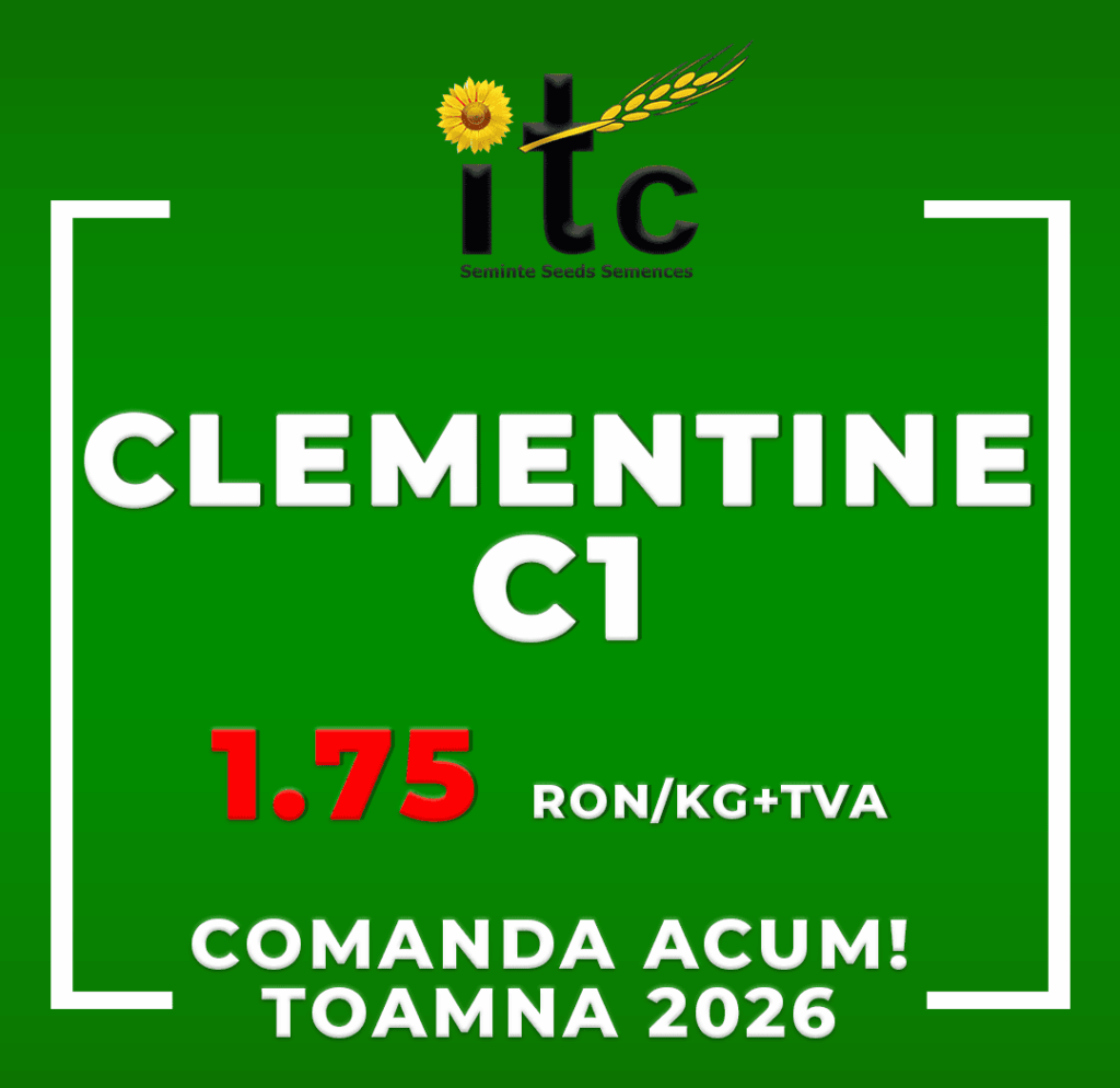 Samanta de orzoaica CLEMENTINE ITCseeds Producator Seminte Agricole